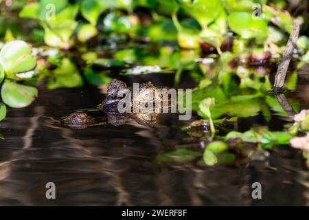 Yacare Caiman (Caiman yacare) im Wasser in Brasilien Stockfoto