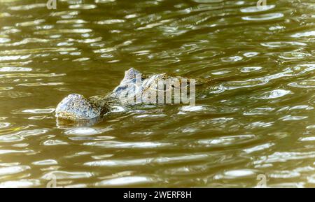 Yacare Caiman (Caiman yacare) im Wasser in Brasilien Stockfoto