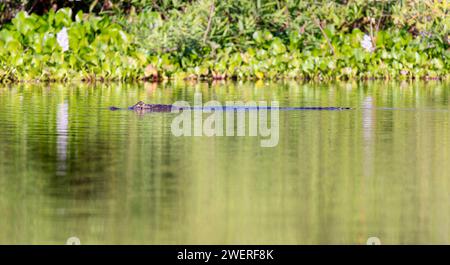 Yacare Caiman (Caiman yacare) im Wasser in Brasilien Stockfoto