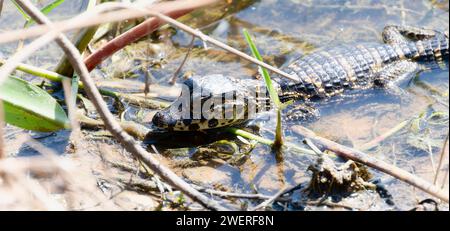 Yacare Caiman (Caiman yacare) im Wasser in Brasilien Stockfoto