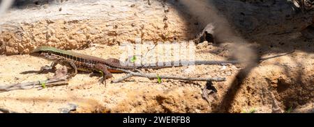 Riesenameiva (Ameiva ameiva) auf dem Boden in Brasilien Stockfoto