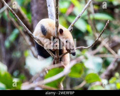 Südlicher Tamandua (Tamandua tetradactyla) Ameisenbär, der sich an einen Baum in einem Wald in Brasilien festhält Stockfoto