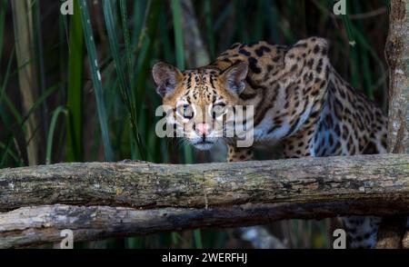 Wunderschöner wilder Ocelot (Leopardus pardalis) in einem Brasilienwald bei Nacht Stockfoto