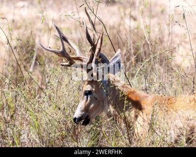 Hirsch (Blastocerus dichotomus) essen Vegetation in Brasilien Stockfoto