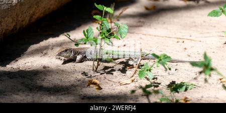 Riesenameiva (Ameiva ameiva) auf dem Boden in Brasilien Stockfoto