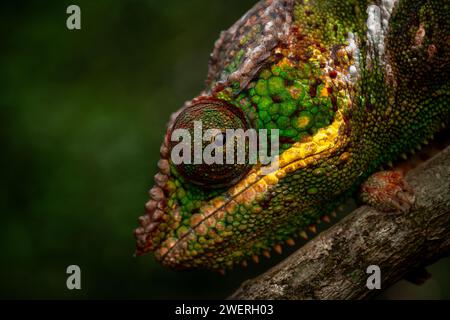 Nahporträt eines Pantherchamäleons mit detaillierter Gesichtsstruktur und Details Stockfoto