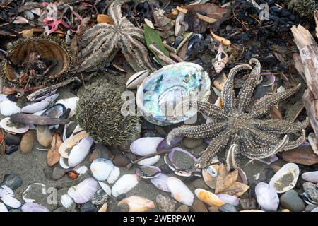 Muscheln und Seesterne am Strand, Seatoun, Wellington, Nordinsel, Neuseeland Stockfoto