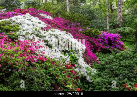Wunderschöne farbenfrohe Azaleen im Frühling Stockfoto