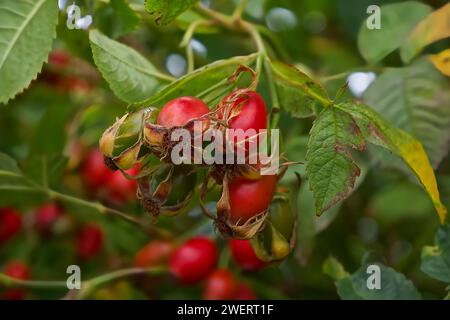 Leuchtend rot glänzende Hagebutten hängen in einem Haufen an einem Zweig eines Baumes in der schwindenden Sonne. Stockfoto