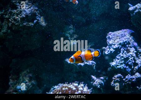 Clownanemonfische (Amphiprion ocellaris) schwimmen in einem der Aquarienbecken des AquaRio öffentlichen Aquariums im Bezirk Gamboa. Stockfoto