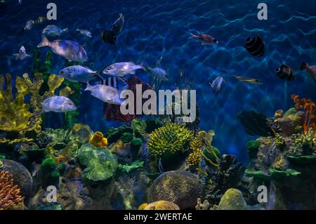 Farbenfrohe Korallenriffe mit vielen Fischen, die in einem der Aquarien im AquaRio Public Aquarium im Gamboa District schwimmen. Stockfoto