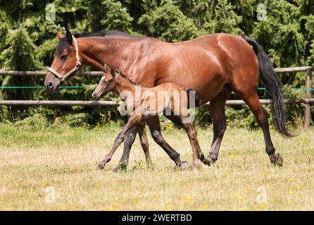 Stute mit einem Tag alten Fohlen im Sommer auf der Wiese Stockfoto