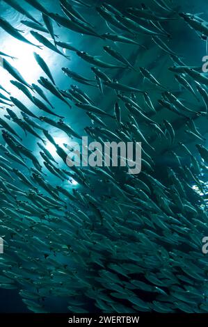 Eine Fischschule schwimmt im Aquarium des großen Haifischaquariums über dem Fußgängertunnel im öffentlichen Aquarium AquaRio. Stockfoto