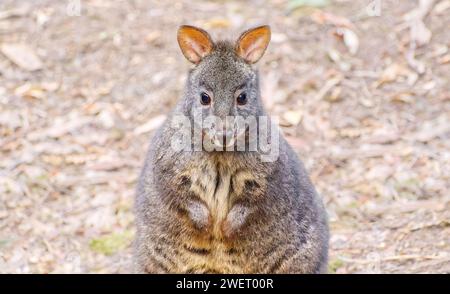 Ein junger tasmanischer, Rufous-bauchiger Pademelon im Nahaufnahme-Porträt mit Blick auf die Kamera im Mount Field National Park, Tasmanien, Australien Stockfoto