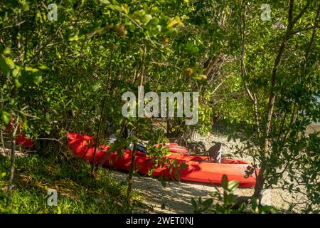 Red Sit on Top Kayak liegt am kleinen bewaldeten Strand im Everglades National Park Stockfoto