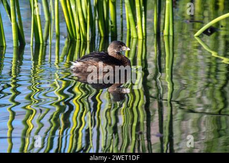 Pied – abgerechnet Grebe (Podilymbus Podiceps) Stockfoto