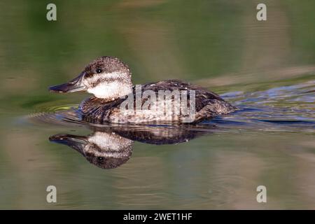 Ruddy Duck (Oxyura Jamaicensis) Stockfoto