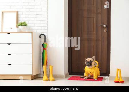 Süße französische Bulldogge mit Regenmantel in der Nähe der Tür im Flur Stockfoto