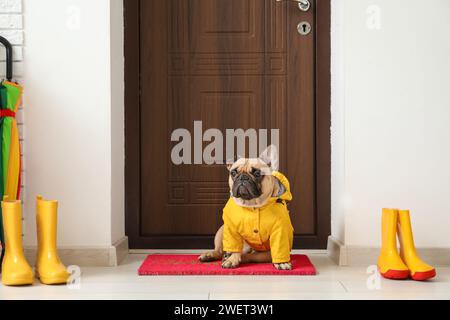 Süße französische Bulldogge mit Regenmantel in der Nähe der Tür im Flur Stockfoto