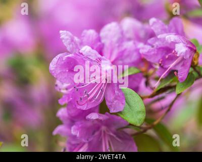 Rosafarbene Blüten des sibirischen Rhododendron-Kopierraums. Rhododendron dauricum. Frühjahrsblüte des Altai Rhododendron. Nahaufnahme von Rhododendron dauricu Stockfoto