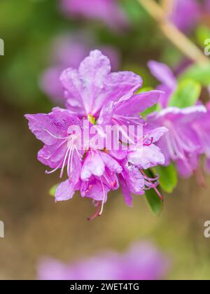 Rosafarbene Blüten des sibirischen Rhododendron-Kopierraums. Rhododendron dauricum. Frühjahrsblüte des Altai Rhododendron. Nahaufnahme von Rhododendron dauricu Stockfoto