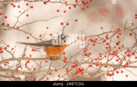 Amerikanischer Rotkehlchen hockte auf Baumzweigen und aß im Winter rote Beeren Stockfoto