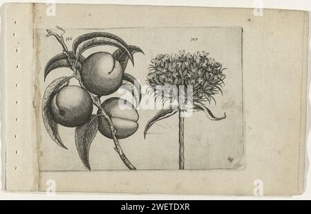 Pfirsichliebe und brennende Liebe, Crispijn van de Passe (I) (zugeschrieben), nach Crispijn van de Passe (I), 1600–1604 Druck Persik (Prunus persica) und brennende Liebe (Silene Chalcedonica), nummeriert 106 und 107. Papierstich Blumen: Brennende Liebe. Botanik. Früchte: Pfirsich Stockfoto