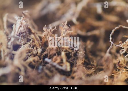 Nahansicht mit einer Spinne, einem Blatt und einem Baum Stockfoto