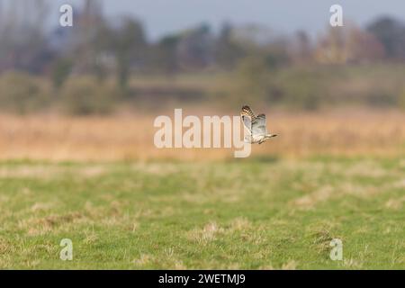 Kurzohr-Eulen Asio flammeus, Erwachsener fliegt mit Kurzschwanzmaus Microtus agrestis, ausgewachsene Beute, Norfolk, England, Januar Stockfoto