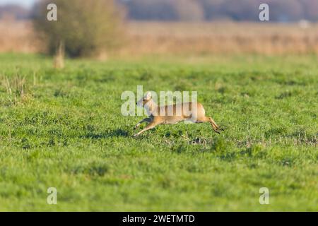 Chinesischer Wasserhirsch Hydropotes inermis, eingeführte Arten, ausgewachsene Männchen, die auf Weiden laufen, Norfolk, England, Dezember Stockfoto