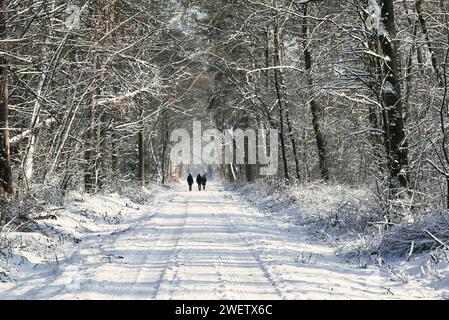 Menschen, die auf einer verschneiten Straße laufen, umgeben von einem Wald Stockfoto