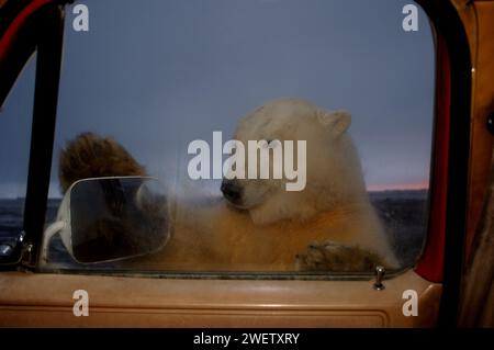 Eisbär, Ursus maritimus, überprüft neugierig Truck, 1002 Küstenebene des Arctic National Wildlife Refuge, Alaska Stockfoto