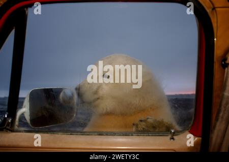 Eisbär, Ursus maritimus, überprüft neugierig Truck, 1002 Küstenebene des Arctic National Wildlife Refuge, Alaska Stockfoto