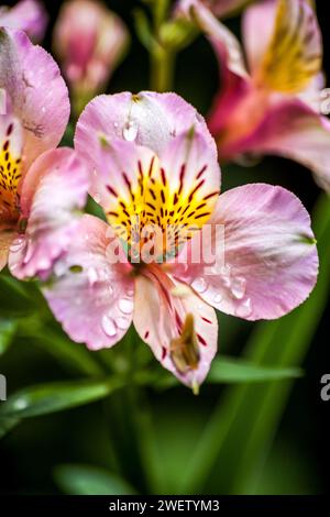 Wassertropfen auf eine hellrosa Blume einer Inkarilie, Alstroemeria pelegrina Stockfoto