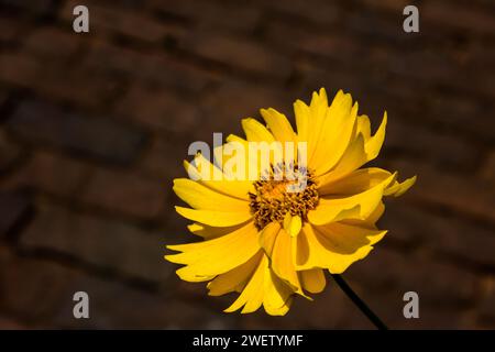 Der hellgelbe Blumenkopf einer Wüstenmarigold, Baileya multiradiata, im vollen Sonnenlicht, vor einem schattigen Backsteinhintergrund. Stockfoto