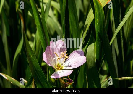 Eine zarte rosa Nachtkerzenblume, Oenothera speciosa, versteckt zwischen dem Laub der umliegenden Pflanzen. Stockfoto