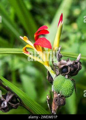 Blume und die scharfe Fruchtschote einer roten wilden Canna-Lilie, die zwischen den Bächen in Magoebaskloof in Südafrika wächst Stockfoto