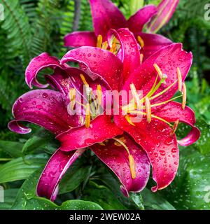 Die wunderschönen großen rötlich-violetten Blüten eines orientalischen Lilienhybrides, bedeckt mit Wassertropfen. Stockfoto