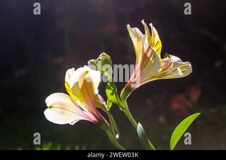 Hinterleuchtete Blüten einer Inkarolilie, scheinbar glühend. Die Inka-Lilie, auch bekannt als peruanische Lilie, ist in den Anden in Südamerika beheimatet Stockfoto