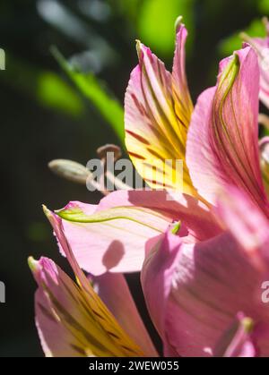 Hinterleuchtete rosa und gelbe Blätter einer Inka-Lilie Stockfoto