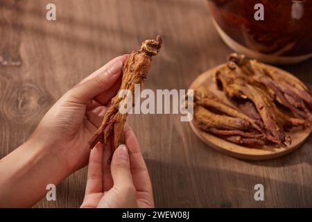 Eine rote Ginsengwurzel in weiblichen Händen auf mattem braunem Holzhintergrund. Rote Ginsengwurzeln werden auf einen Teller neben dem Abkochtopf gelegt. Stockfoto