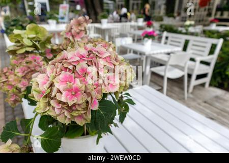 Rosafarbene Blumen in einem Terrassencafé mit weißen Tischen und Stühlen Stockfoto