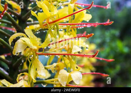 Nahaufnahme der gelben Blüten des Kahili Ginger, Hedychium gardnerianum, mit Wassertropfen, die von dort hängen, langen rötlichen Stamen, in Magoebaskloof Stockfoto
