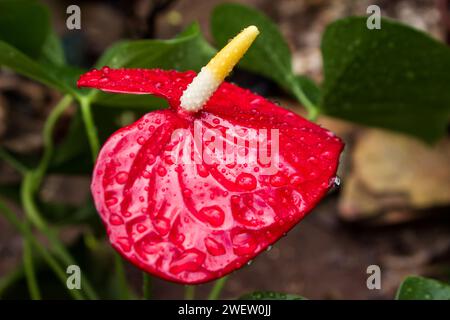 Feuchtes Anthurium, Anthurium Andraeanum, rote Blume Stockfoto