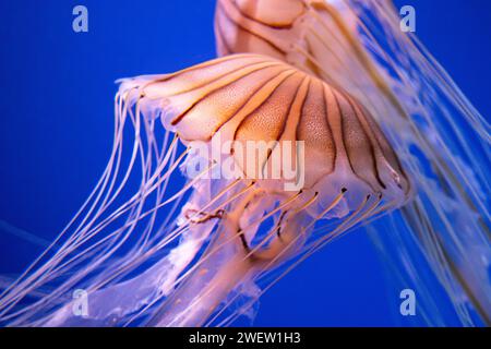 Japanische Nessel (Chrysaora pacifica) im Georgia Aquarium in der Innenstadt von Atlanta. (USA) Stockfoto