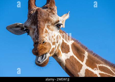 Giraffe (Giraffa camelopardalis) Nahaufnahme im Zoo Atlanta African Savanna Habitat in Atlanta, Georgia. (USA) Stockfoto