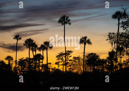 Palmensilhouetten vor einem farbenfrohen Sonnenuntergang auf DEM PLAYERS Stadium Course in Ponte Vedra Beach, Florida, im TPC Sawgrass. (USA) Stockfoto