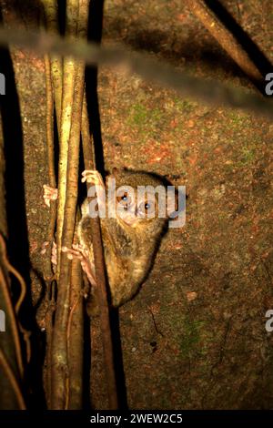 Porträt eines tarsius oder Tarsiers (Tarsius spectrumgurskyae) im Tangkoko Nature Reserve, Nord-Sulawesi, Indonesien. Tarsius ist eine Gattung der kleinsten Primaten der Welt, so Arrijani (Abteilung für Biologie Fakultät für Mathematik und Naturwissenschaften, Universitas Negeri Manado) und Muhammad Rizki (Abteilung für Biologie, Fakultät für Mathematik und Naturwissenschaften, Universitas Palangka Raya) in ihrem 2020 veröffentlichten Artikel über Biodiversitas (Feb. 2020). „Die Einheimischen nennen sie unter verschiedenen Namen wie Tangkasi, Affengeister und kleine Affen“, schrieben sie. Stockfoto