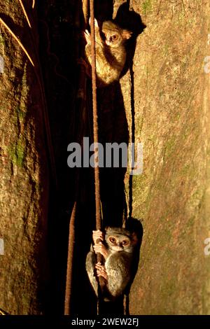 Zwei Individuen von tarsius oder Tarsier (Tarsius spectrumgurskyae) im Tangkoko Nature Reserve, Nord-Sulawesi, Indonesien. Tarsius ist eine Gattung der kleinsten Primaten der Welt, so Arrijani (Abteilung für Biologie Fakultät für Mathematik und Naturwissenschaften, Universitas Negeri Manado) und Muhammad Rizki (Abteilung für Biologie, Fakultät für Mathematik und Naturwissenschaften, Universitas Palangka Raya) in ihrem 2020 veröffentlichten Artikel über Biodiversitas (Feb. 2020). „Die Einheimischen nennen sie unter verschiedenen Namen wie Tangkasi, Affengeister und kleine Affen“, schrieben sie. Stockfoto