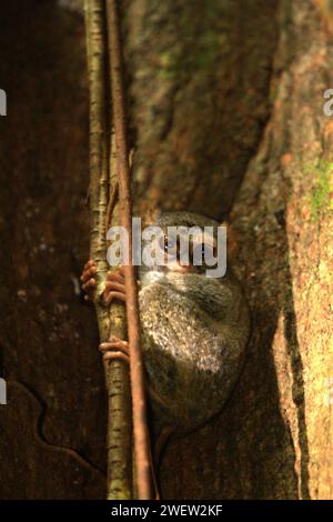 Porträt eines tarsius oder Tarsiers (Tarsius spectrumgurskyae) im Tangkoko Nature Reserve, Nord-Sulawesi, Indonesien. Tarsius ist eine Gattung der kleinsten Primaten der Welt, so Arrijani (Abteilung für Biologie Fakultät für Mathematik und Naturwissenschaften, Universitas Negeri Manado) und Muhammad Rizki (Abteilung für Biologie, Fakultät für Mathematik und Naturwissenschaften, Universitas Palangka Raya) in ihrem 2020 veröffentlichten Artikel über Biodiversitas (Feb. 2020). „Die Einheimischen nennen sie unter verschiedenen Namen wie Tangkasi, Affengeister und kleine Affen“, schrieben sie. Stockfoto